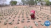 US Technology Helps Improve Crop Yields in Drought-stricken Africa