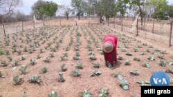 Florence Mutisya, a farmer in Ulilinzi village, Kenya, has deployed a water retention system developed in the United States, in her farm.