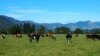 FILE - Cattle feed in a field in Golden Bay, South Island, New Zealand March 29, 2016. 