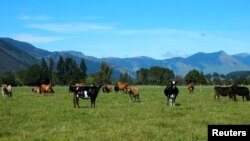 FILE - Cattle feed in a field in Golden Bay, South Island, New Zealand March 29, 2016. 