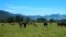 FILE - Cattle feed in a field in Golden Bay, South Island, New Zealand March 29, 2016. 