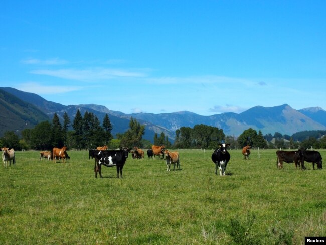 FILE - Cattle feed in a field in Golden Bay, South Island, New Zealand March 29, 2016. (REUTERS)