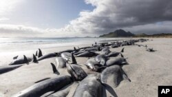 Kitovi su pronađeni na obali ostrva Četam na Novom Zelandu