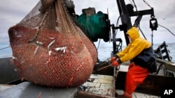 FILE - James Rich maneuvers a bulging net full of northern shrimp caught in the Gulf of Maine, Jan. 6, 2012.