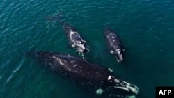 In this aerial view, a southern right whale (Eubalaena australis) is photographed with its calves in the waters of the South Atlantic Ocean near Puerto Madryn, Chubut Province, Argentina, on October 5, 2022.