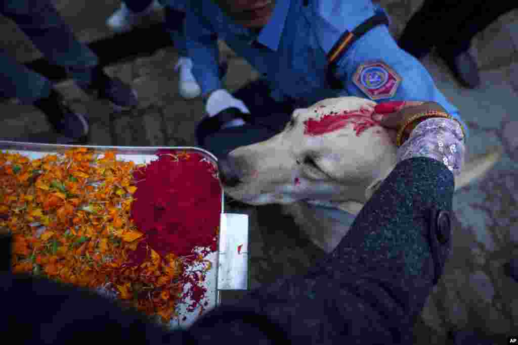 Seorang polisi Nepal menorehkan vermillion di dahi seekor anjing polisi saat berlangsungnya festival anjing Kukkur Tihar di divisi kennel mereka di Kathmandu, Nepal. &nbsp;