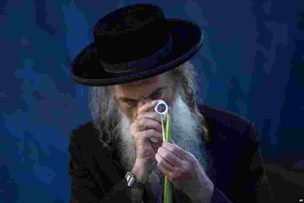 An ultra-Orthodox Jewish man inspects palm fronds to determine if it is ritually acceptable as one of the four items used as a symbol on the Jewish holiday of Sukkot, in Jerusalem's Mea Shearim neighborhood.