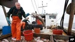FILE - David Goethel flips a cod while sorting ground fish caught off the coast of New Hampshire, on April 23, 2016.