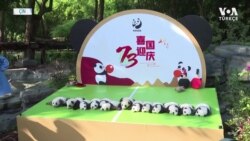 Bebek Pandalar Kameralara Poz Verdi 