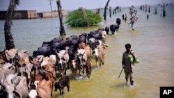 FILE - Victims of flooding from monsoon rains walk with their cattle after their flooded home in Sehwan, Sindh province, Pakistan, Sept. 9, 2022. 