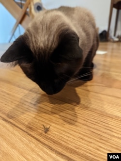 Siamese cat stalks an insect.