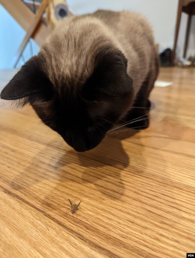 Siamese cat stalks an insect.