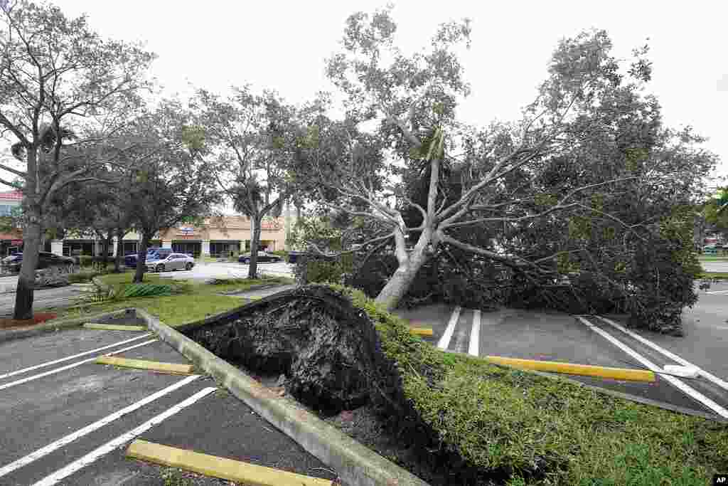An uprooted tree, toppled by strong winds from the outer bands of Hurricane Ian, rests in a parking lot of a shopping center, Sept. 28, 2022, in Cooper City, Florida.