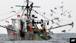FILE- Gulls follow a shrimp fishing boat as crewmen haul in their catch in the Gulf of Maine, Jan. 6, 2012.