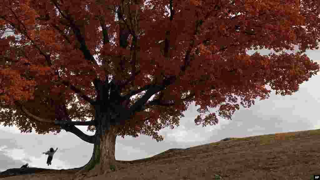 A woman jumps in the air next o a maple tree in full fall color, Oct. 23, 2022, in Kansas City, Missouri.