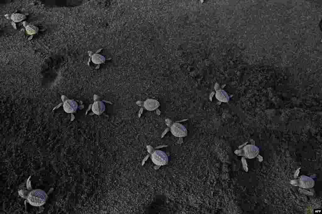Black turtle hatchlings (Chelonia mydas agassizzi) head to the sea after being released on the beach of Sipacate, some 135 kilometers south of Guatemala City.