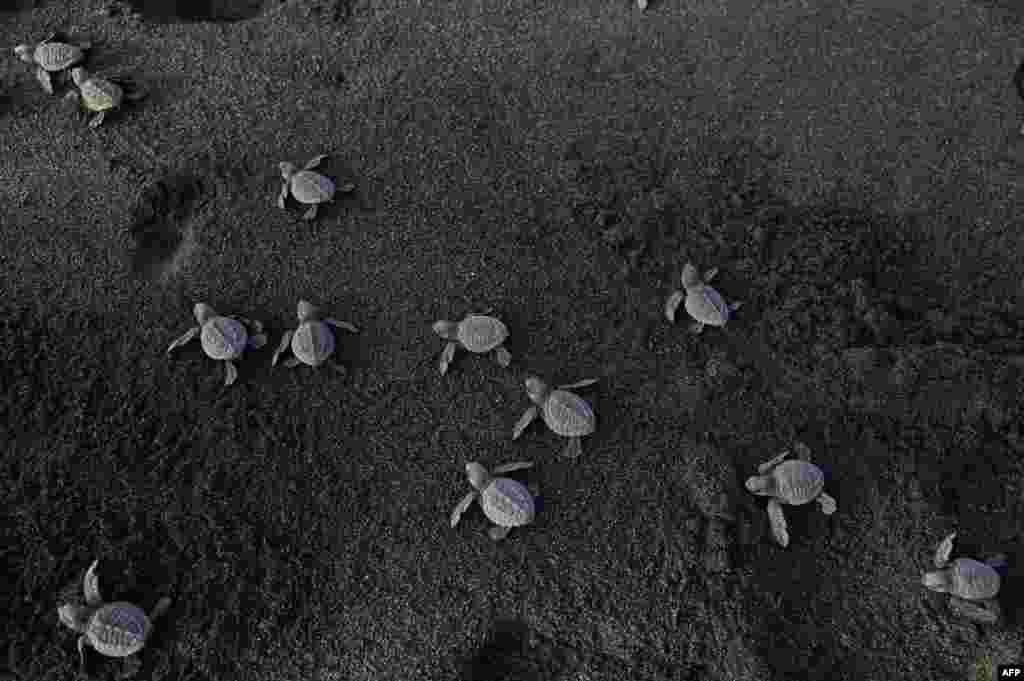 Tukik-tukik penyu hitam (Chelonia mydas agassizii) menuju ke laut setelah dilepasliarkan di pantai Sipacate, sekitar 135 km selatan Guatemala City, 19 Oktober 2022. (Foto: AFP)&nbsp;