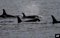 Whales are seen off the coast of Long Beach, Calif., from the La Espada whale watching ship from Harbor Breeze Cruises, Tuesday, Dec. 20, 2016. (AP Photo/Nick Ut)