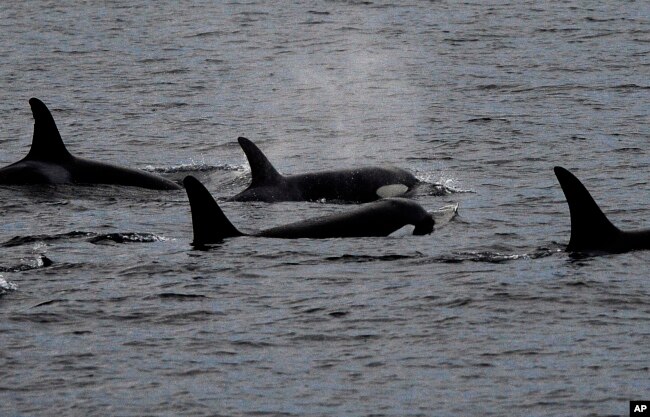 Whales are seen off the coast of Long Beach, Calif., from the La Espada whale watching ship from Harbor Breeze Cruises, Tuesday, Dec. 20, 2016. (AP Photo/Nick Ut)