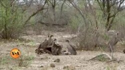 بوٹسوانا میں گِدھوں کو کیوں مارا جارہا ہے؟