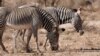 Drought Is Killing Kenya's Endangered Wildlife
