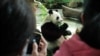 中国拟派专家到台北探视病重大熊猫“团团”，两岸关系可解冻？