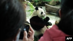 一名遊客在台北動物園為一隻中國大熊貓拍照。（2022年10月28日）