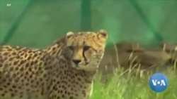 Challenges and Hope as India Makes Home for African Cheetahs