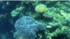 Esta fotografía tomada el 7 de marzo de 2022 muestra un coral en la Gran Barrera, frente a la costa del estado australiano de Queensland.