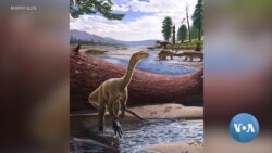 Zimbabwe Displays Oldest Dinosaur in Africa