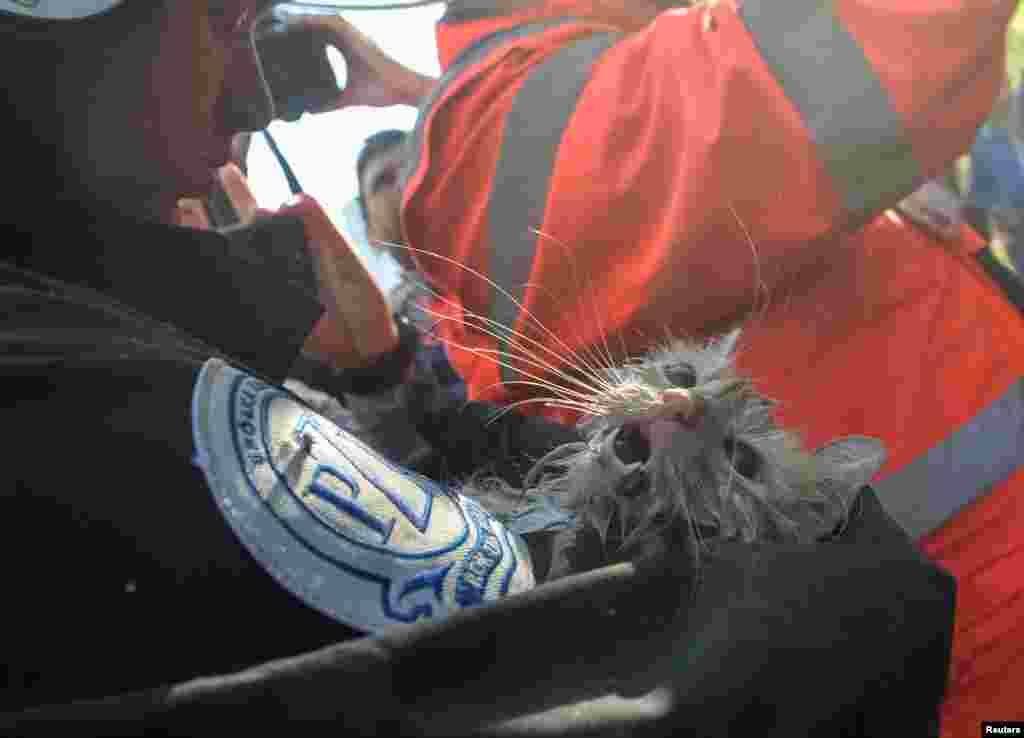 A rescuer holds a cat that was rescued from a residential building destroyed by a Russian drone strike, which local authorities consider to be Iranian-made unmanned aerial vehicles (UAVs) Shahed-136, in Kyiv, Ukraine.