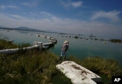 Juan Hernandez enters Lake Texcoco to collecting ahuautle, also known as the Mexican caviar, near to Mexico City, Tuesday, Sept. 20, 2022. (AP Photo/Fernando Llano)