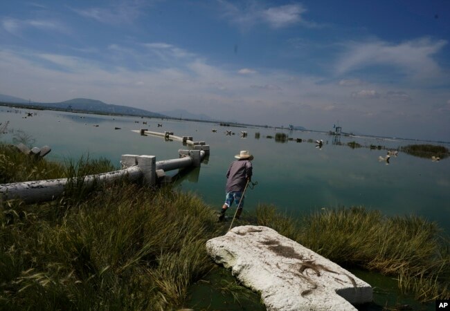 Juan Hernandez enters Lake Texcoco to collecting ahuautle, also known as the Mexican caviar, near to Mexico City, Tuesday, Sept. 20, 2022. (AP Photo/Fernando Llano)