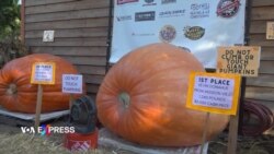 Mùa bí ngô Halloween ở Mỹ