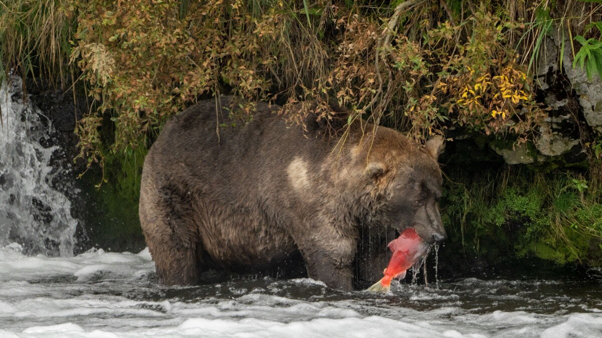 In Alaska, Heavyweight Bear Contest Hit By Election Drama - Vimarsana News