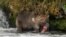 The 2021 winner of Alaska's popular Fat Bear Week, known as Otis, stands in a river hunting for salmon to fatten up before hibernation at Katmai National Park and Preserve in Alaska, Sept. 16, 2021. (Lian Law, U.S. National Park Service via Reuters)