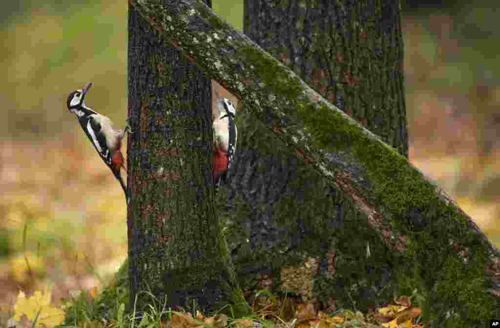 Woodpeckers are seen on a tree trunk on an autumn day in Tallinn, Estonia, Oct. 18, 2022.