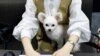 Perusahaan Teknologi Fujitsu Jepang Perbolehkan Karyawan dan Anjingnya Bekerja di Kantor