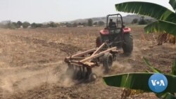 Benguela: Pragas voltam a complicar a vida a agricultores de tomate