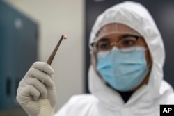 A researcher in Hamilton, Ontario holds a tooth of a Black Death victim from London the 1300s. (Matt Clarke/McMaster University via AP)