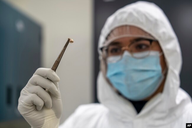 A researcher in Hamilton, Ontario holds a tooth of a Black Death victim from London the 1300s. (Matt Clarke/McMaster University via AP)