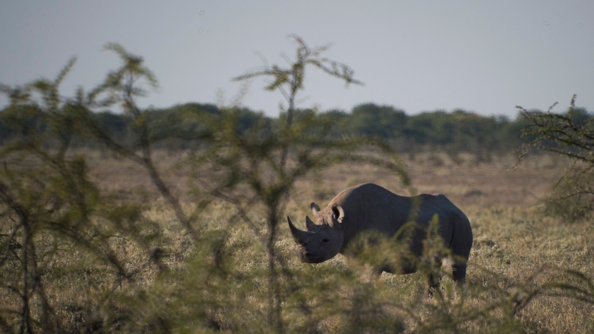Chinese Rhino Horn Smuggler Escapes From Namibian Prison - Vimarsana News