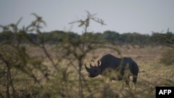 FILE - A black rhino is seen in Etosha National Park, Namibia, May 8, 2015.