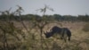 FILE - A black rhino is seen in Etosha National Park, Namibia, May 8, 2015.