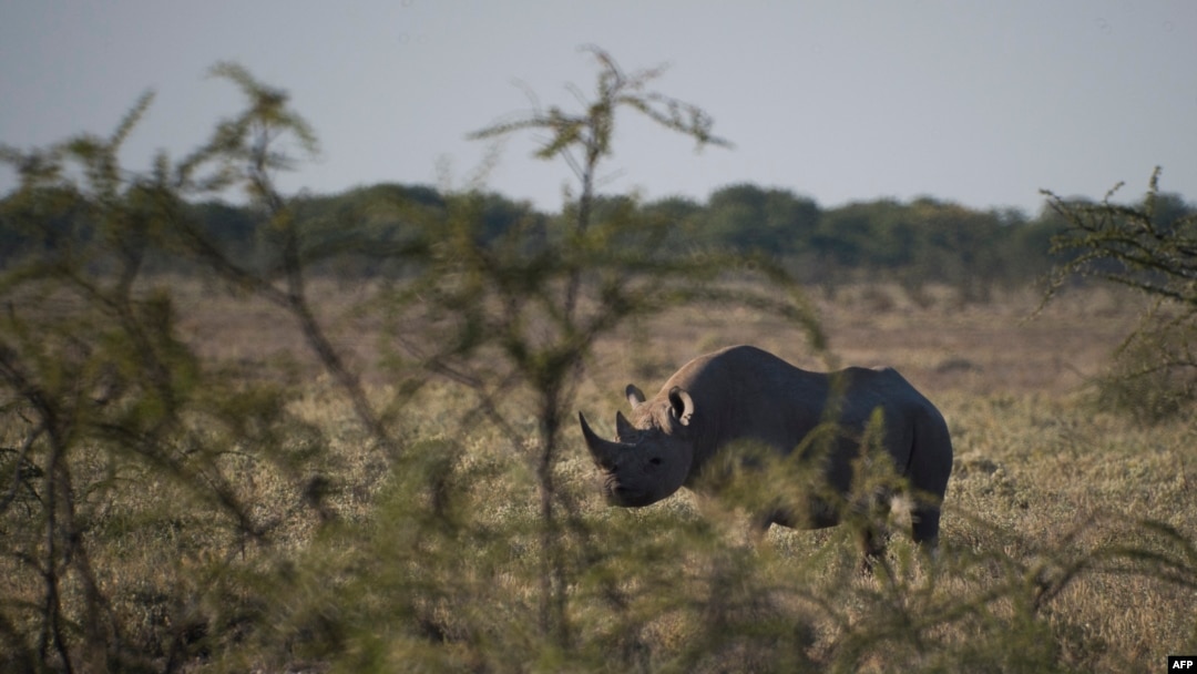 FILE - A black rhino is seen in Etosha National Park, Namibia, May 8, 2015.