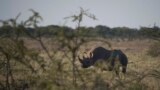 FILE - A black rhino is seen in Etosha National Park, Namibia, May 8, 2015.