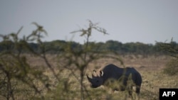 FILE - A black rhino is seen in Etosha National Park, Namibia, May 8, 2015.