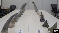 Foto selebaran bertanggal 4 Oktober 2022 dan dirilis pada 5 Oktober ini menunjukkan potongan cula badak di gedung Dewan Taman Nasional di Singapura, setelah disita dari penumpang transit yang tiba dari Afrika Selatan. (DEWAN TAMAN NASIONAL SINGAPURA / AFP) 