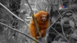 SHORT VIDEO: Ոսկե Տամարինի վերադարձը Բրազիլիայի անտառներ