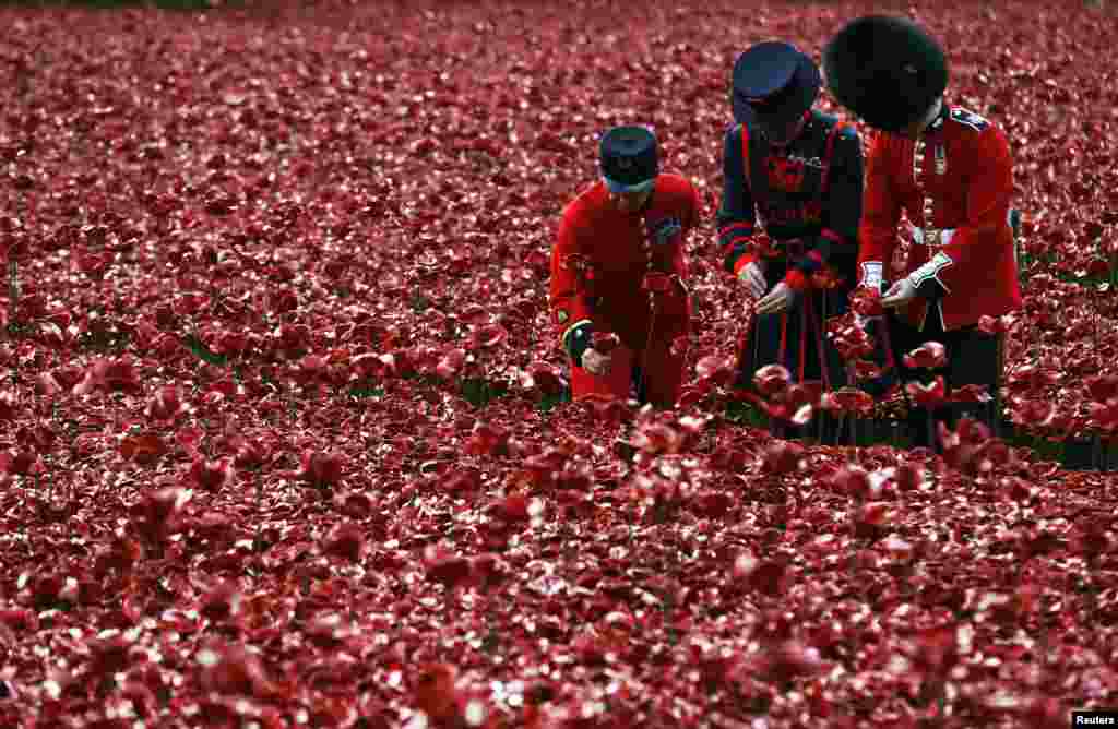 Chelsea Pensioner Albert Willis (L), Yeoman Warder Paul Cunliffe and Guardsman Joseph Robinson (R) plant ceramic poppies that form part of the art installation called &quot;Blood Swept Lands and Seas of Red&quot; at the Tower of London. 